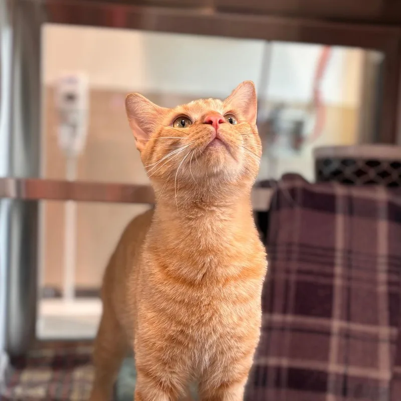 A young small-sized male Orange / Red Domestic Short Hair cat named Cavatappi for adoption in Nashville, IN