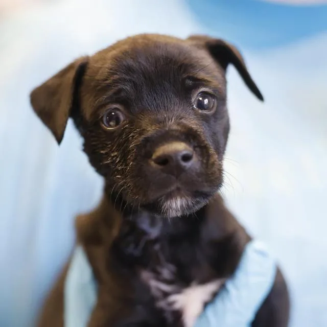 A baby small-sized female Labrador Retriever dog named Derrick for adoption in San Antonio, TX