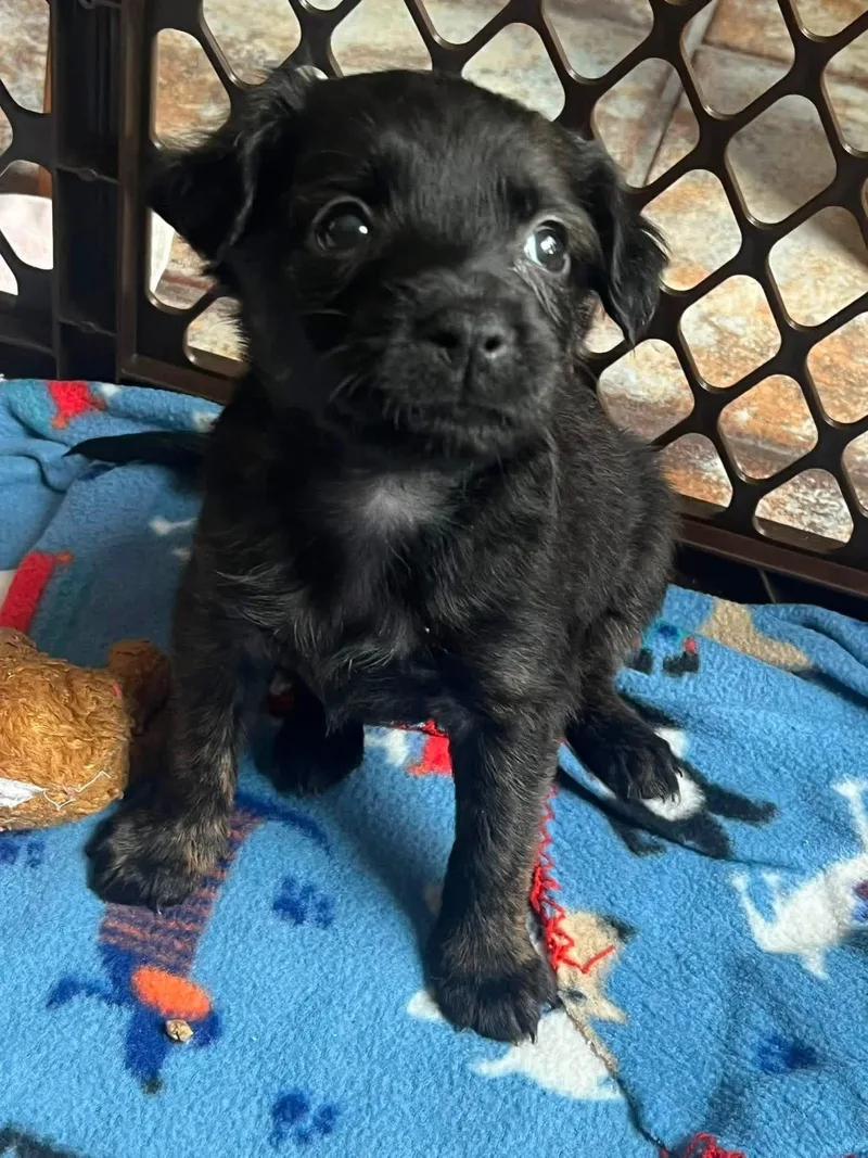 A baby medium-sized female Black Spaniel dog named Freya for adoption in Orland Park, IL