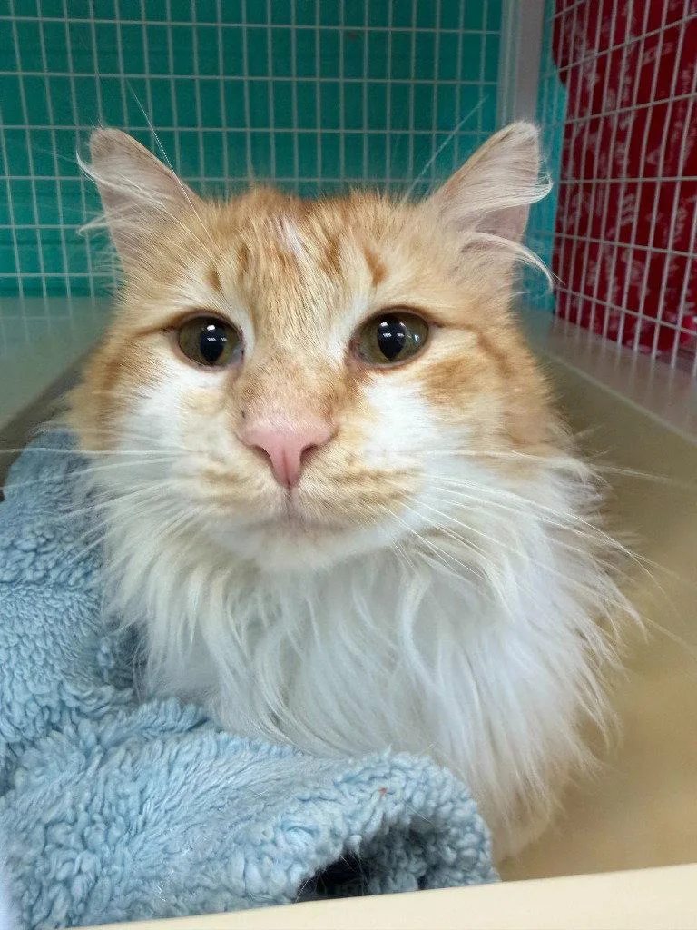 An adult medium-sized male Orange & White Domestic Long Hair cat named Sherbet for adoption in St. Helens, OR