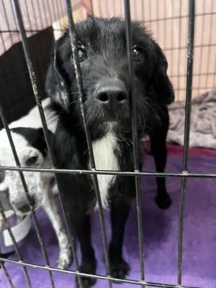 An adult small-sized male Fox Terrier dog named Gomez for adoption in Palm Coast, FL