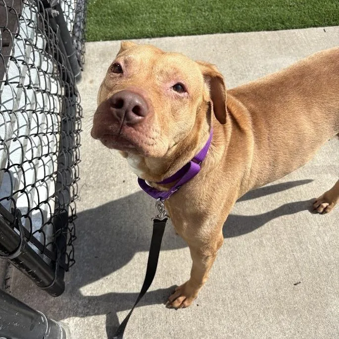 An adult large-sized female Yellow / Tan / Blond / Fawn Mixed Breed dog named Flannery for adoption in Pittsburgh, PA