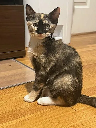 Rosemary thumbnail 3