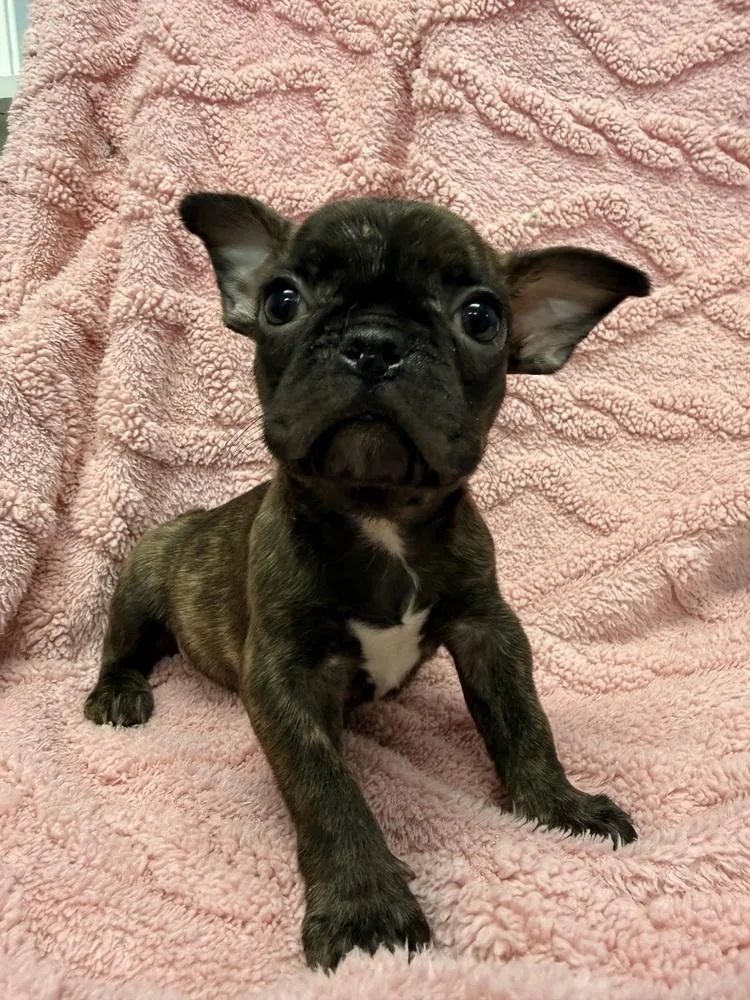 A baby small-sized female French Bulldog dog named Sapphire for adoption in ventura, CA