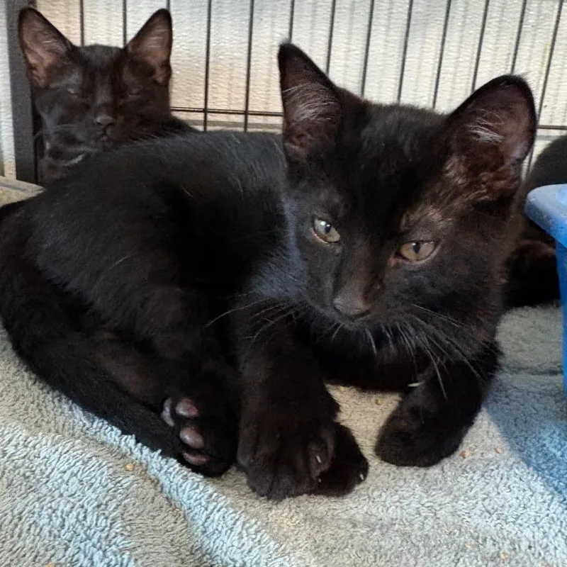 A young medium-sized male Domestic Short Hair cat named Twilight for adoption in Crookston, MN
