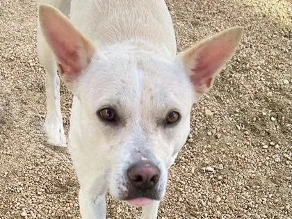 An adult medium-sized female White / Cream Mixed Breed dog named Bindi for adoption in Georgetown, TX