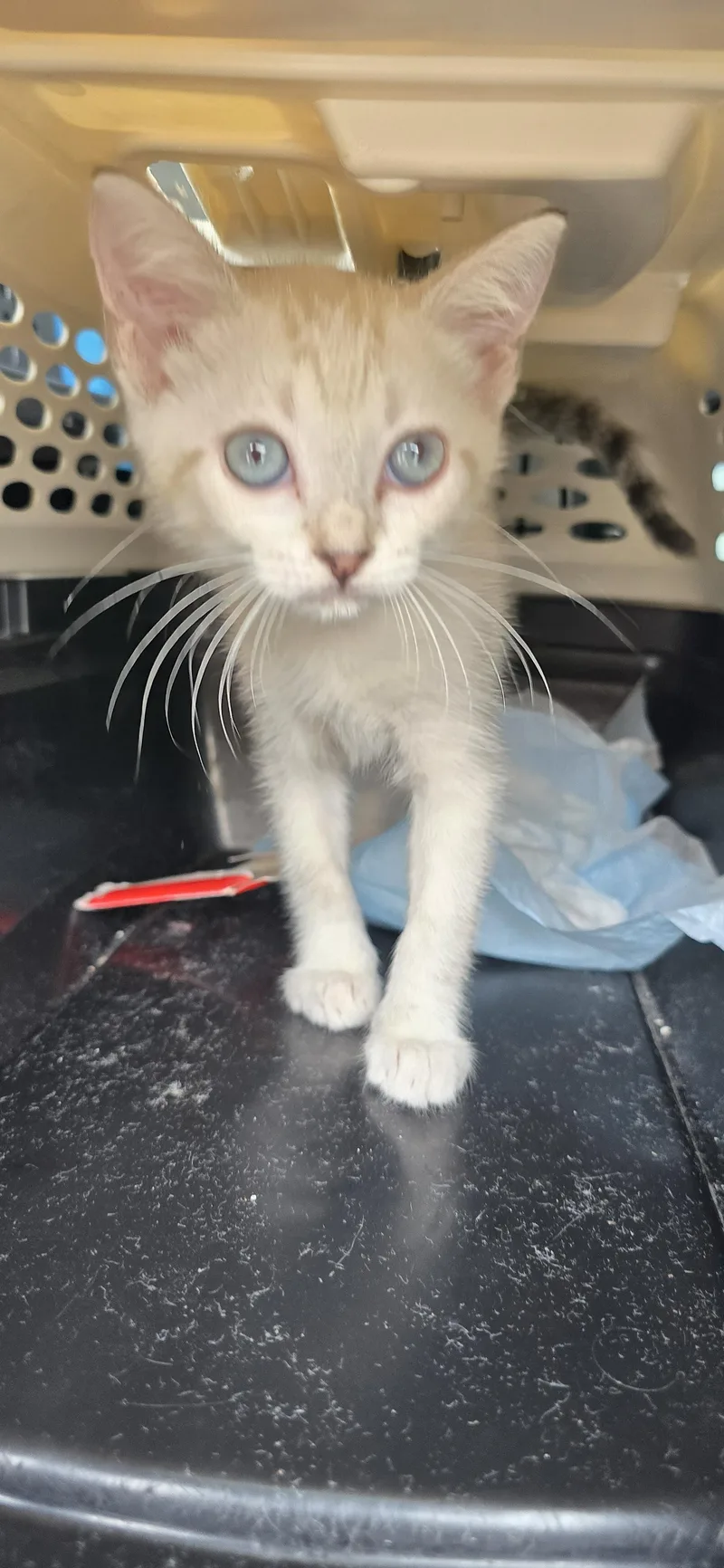 A baby medium-sized female Buff & White Siamese cat named Saldivia ORT for adoption in Missouri City, TX