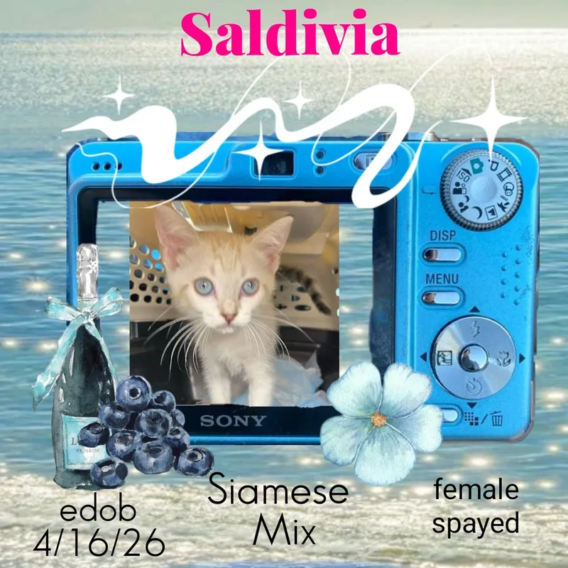 Saldivia ORT thumbnail 2