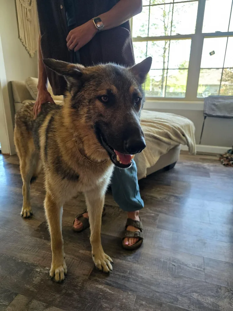 A young medium-sized male German Shepherd Dog dog named Trigger for adoption in Jefferson City, MO