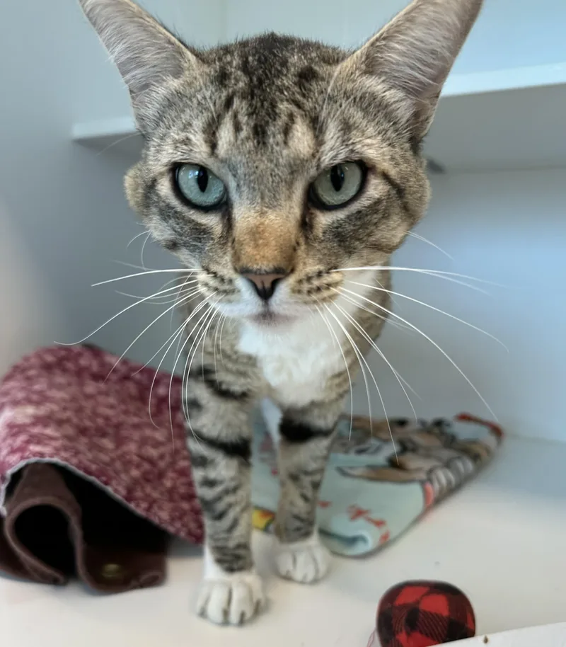 A young medium-sized male Tabby (Brown / Chocolate) Domestic Short Hair cat named Socks for adoption in Manassas, VA