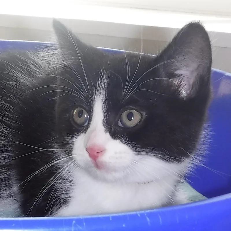 A baby medium-sized male Black & White / Tuxedo Tuxedo cat named Cinder  Sweet Little for adoption in Hoquiam, WA