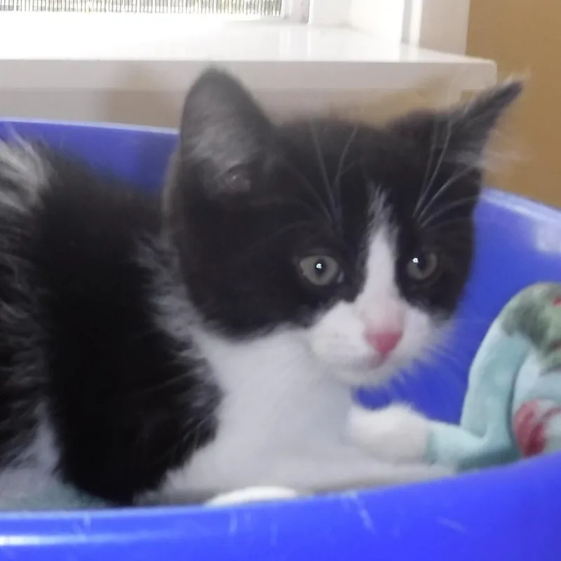Cinder  Sweet Little thumbnail 2