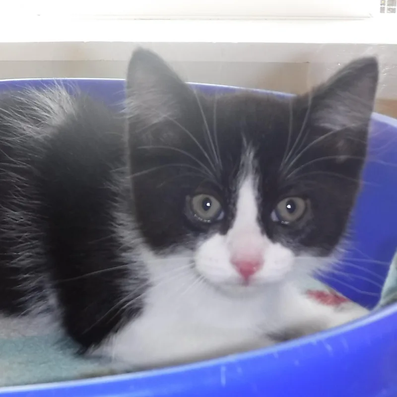 Cinder  Sweet Little thumbnail 3