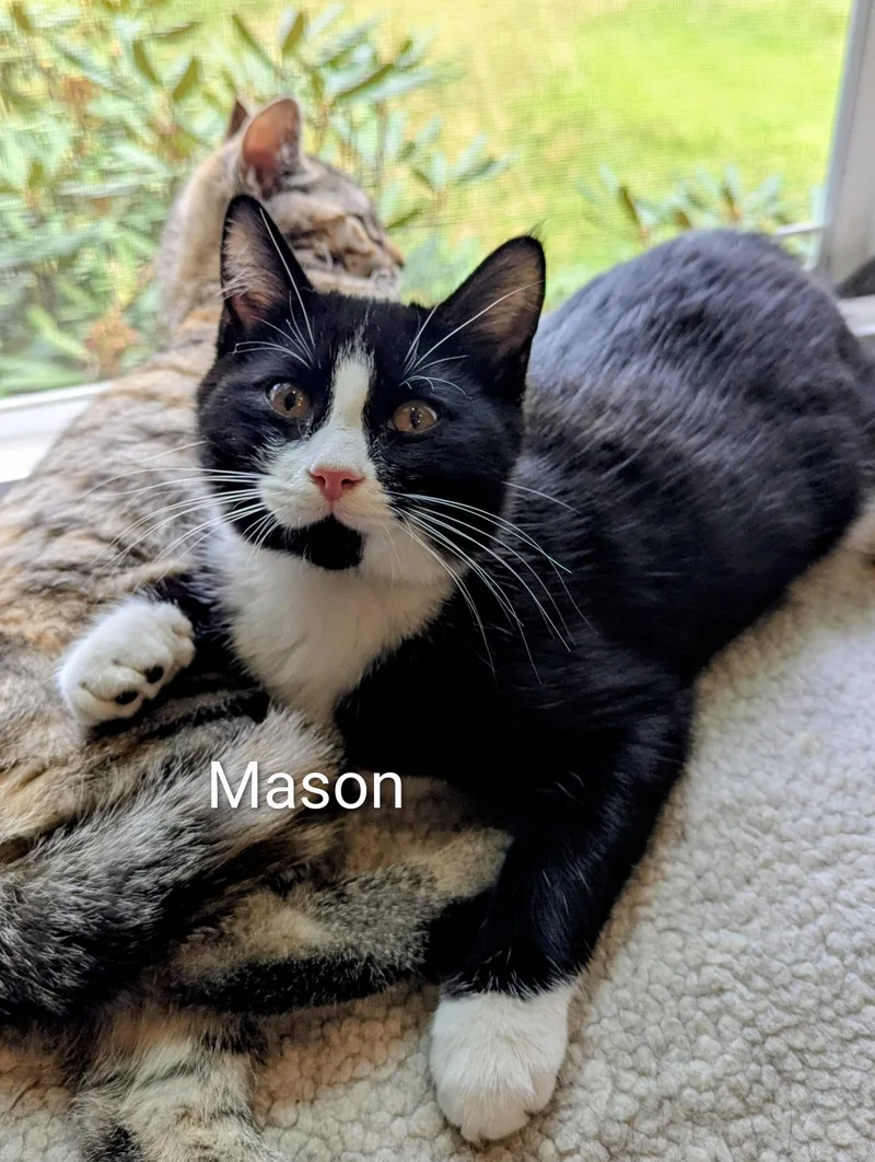 A baby small-sized male Tuxedo cat named Mason for adoption in North Billerica, MA