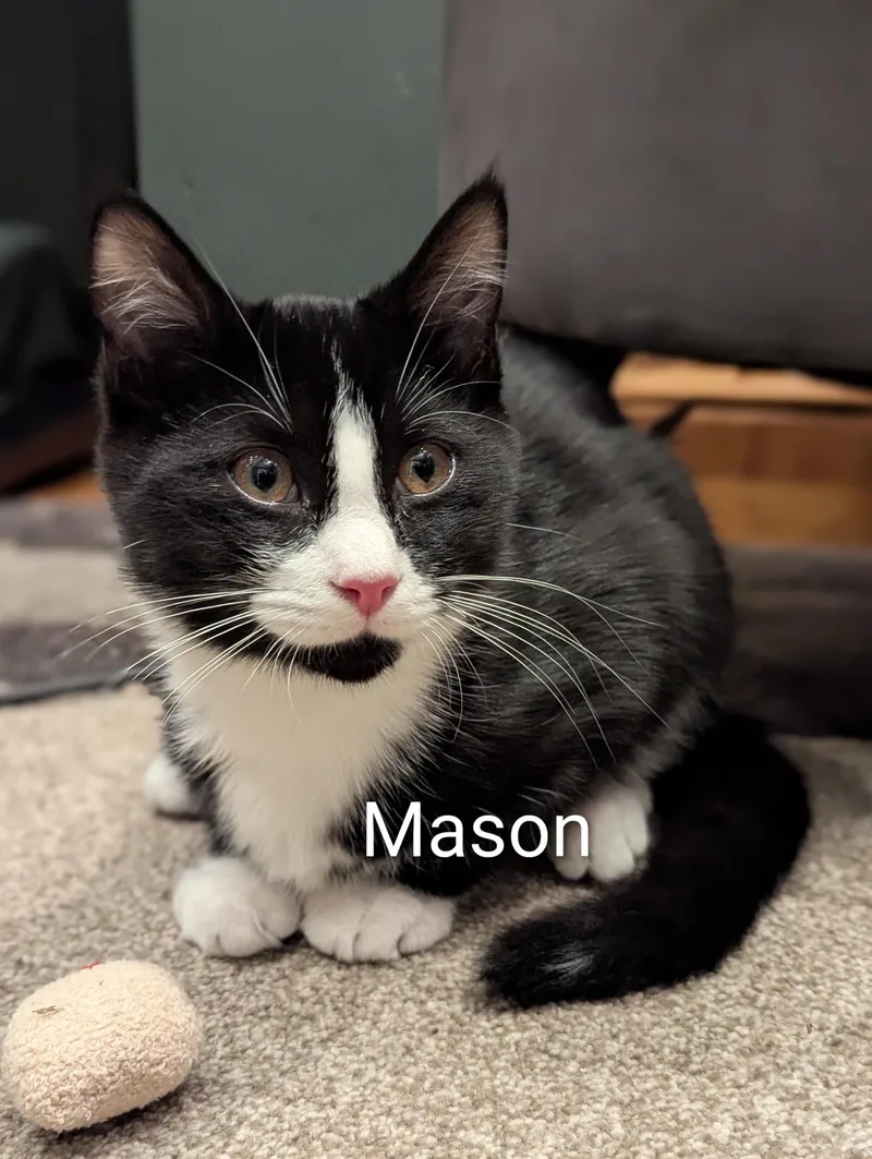 Mason thumbnail 2