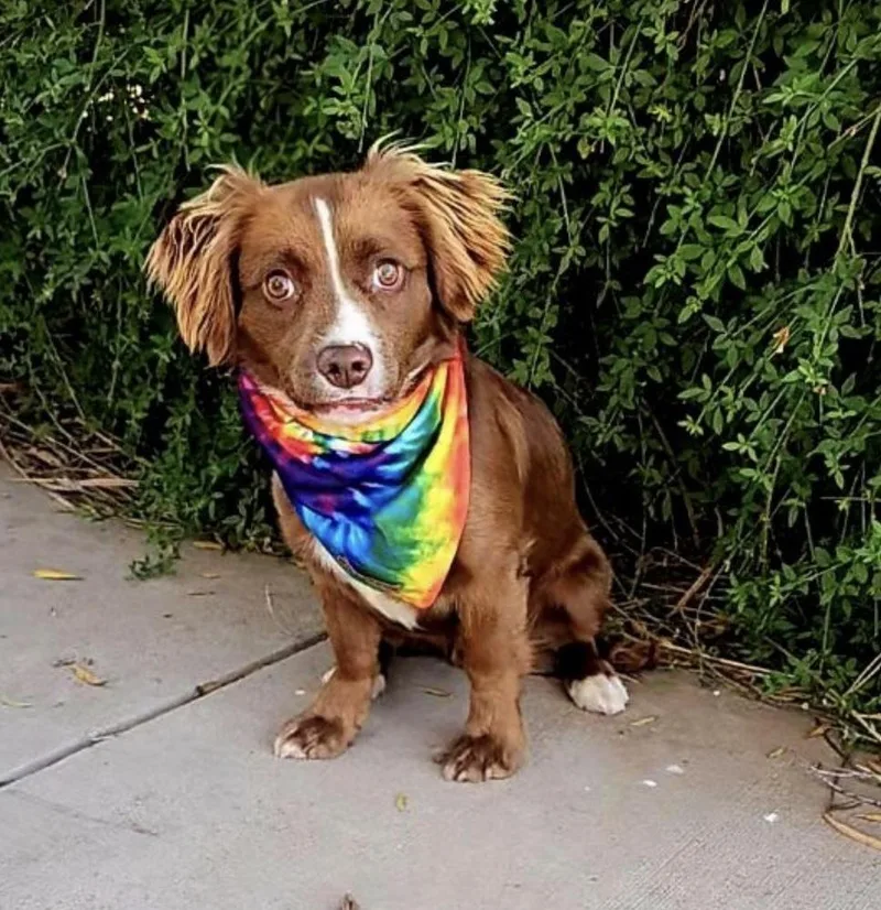 A baby medium-sized male Tricolor (Brown, Black, & White) Spaniel dog named River for adoption in Wolcott, CT