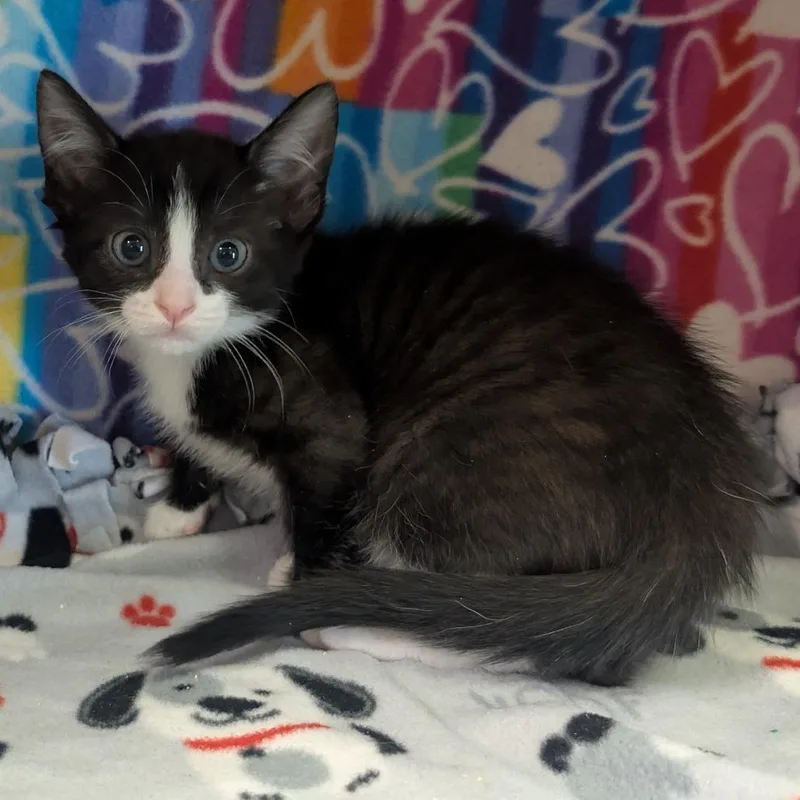 A baby small-sized male Black Domestic Short Hair cat named Jacob for adoption in Naples, FL