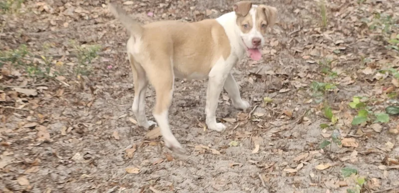 Mackenzie Puppy.