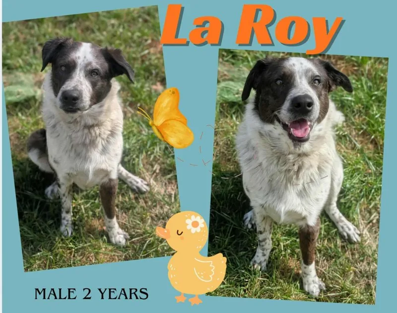 La Roy