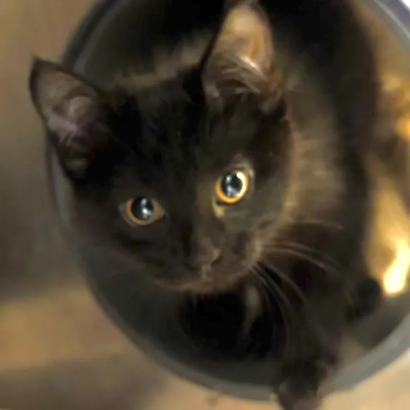 Curiosity