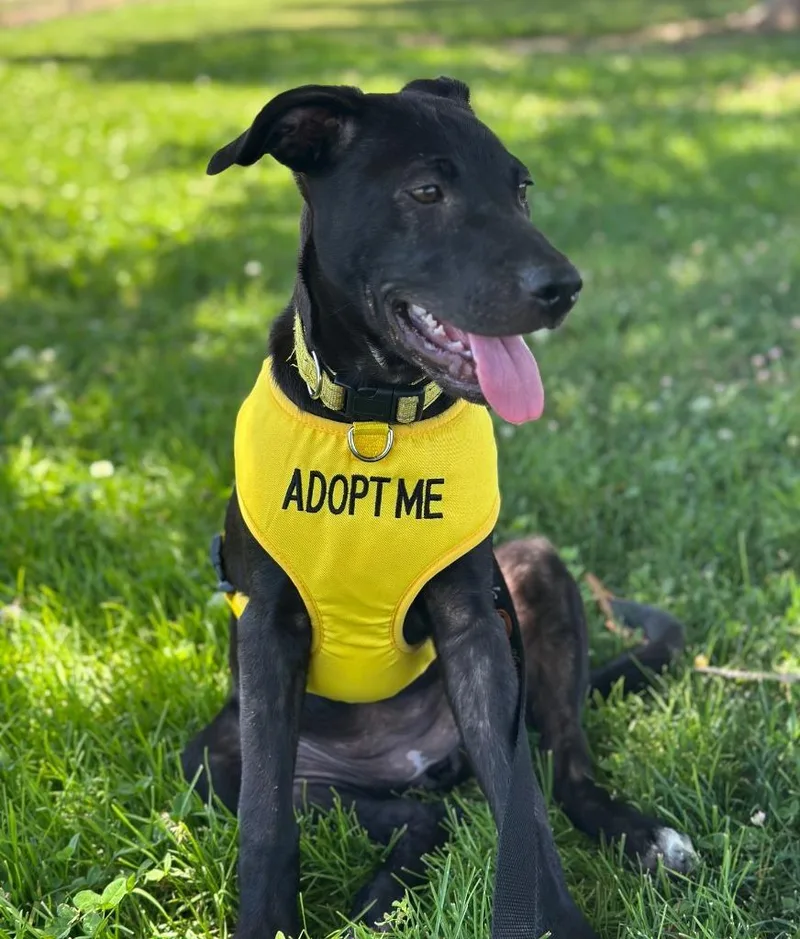 A baby large-sized female Shepherd dog named Daisy for adoption in Lemoore, CA