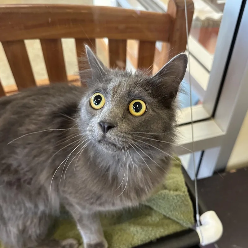 An adult medium-sized male Gray / Blue / Silver Domestic Long Hair cat named Rani for adoption in Burlingame, CA