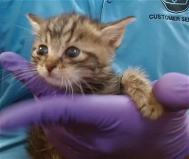 A baby small-sized female Domestic Short Hair cat named Olly for adoption in Miami, FL