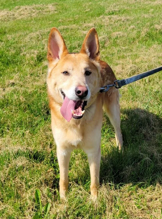 An adult large-sized male Yellow / Tan / Blond / Fawn German Shepherd Dog dog named Draco for adoption in Lisbon, OH