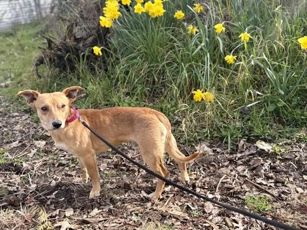 Cavatappi thumbnail 2