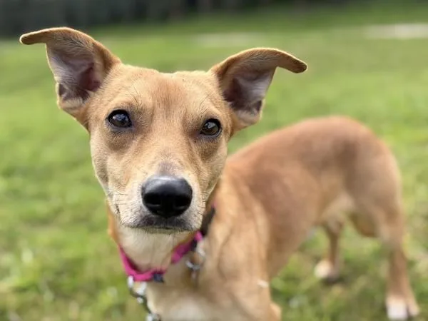 Cavatappi thumbnail 3