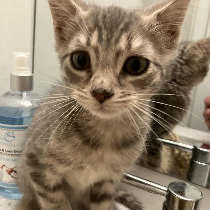 A baby medium-sized male Tabby (Gray / Blue / Silver) Domestic Short Hair cat named Thimble for adoption in Detroit, MI