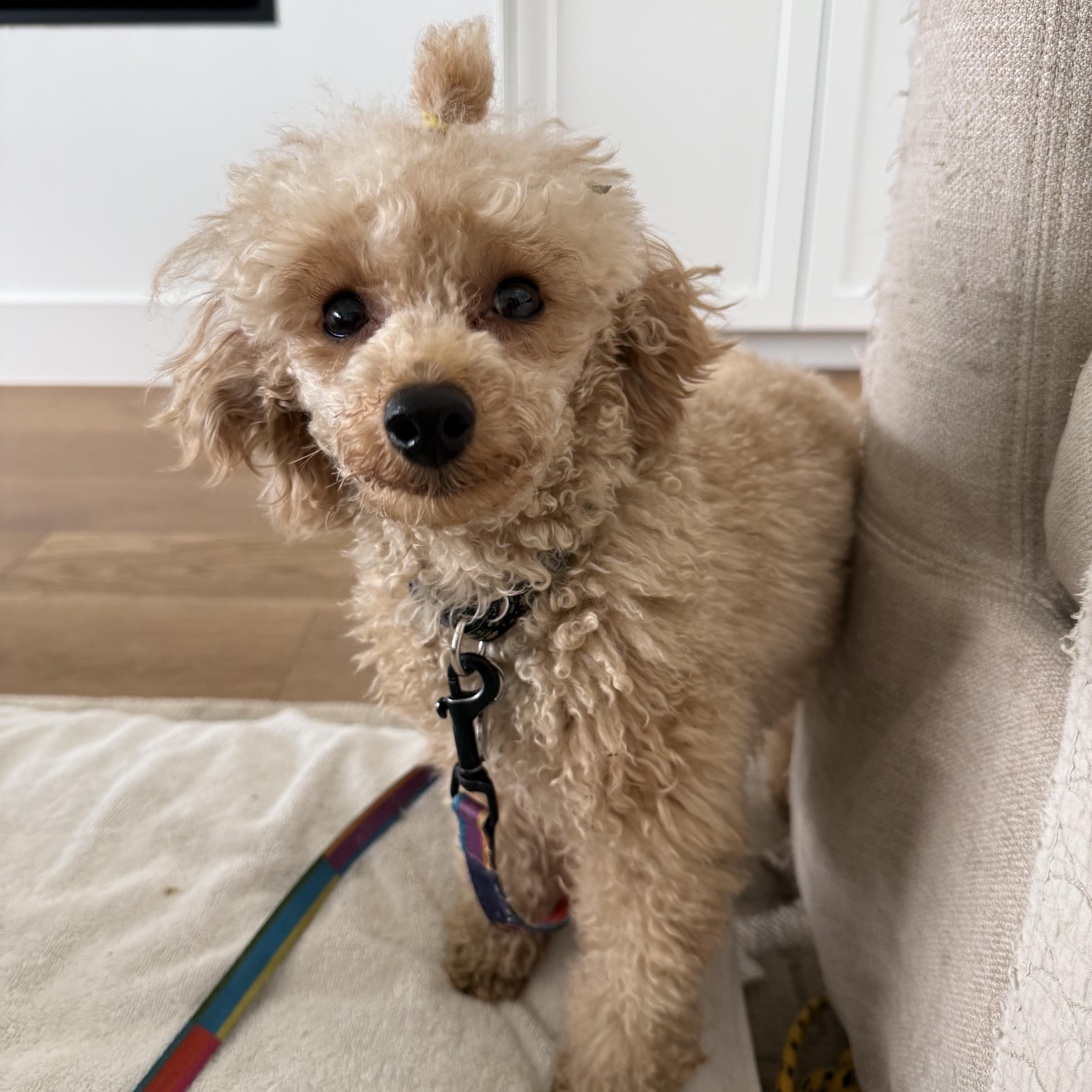 Princess Penelope thumbnail 2