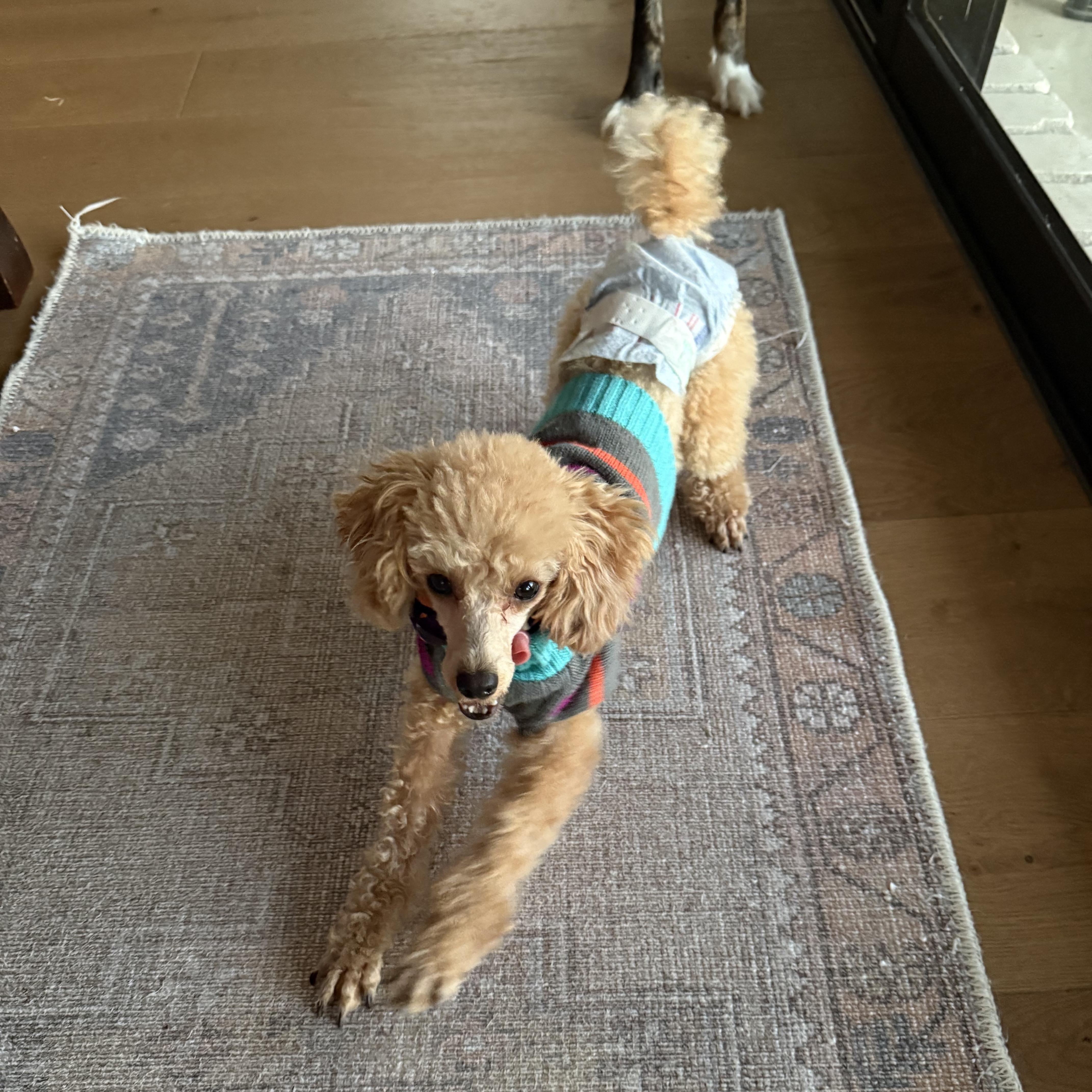 Princess Penelope thumbnail 3