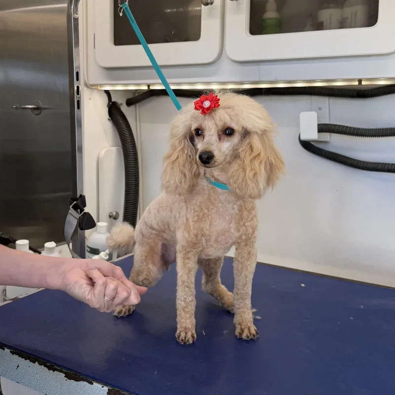 Princess Penelope thumbnail 5