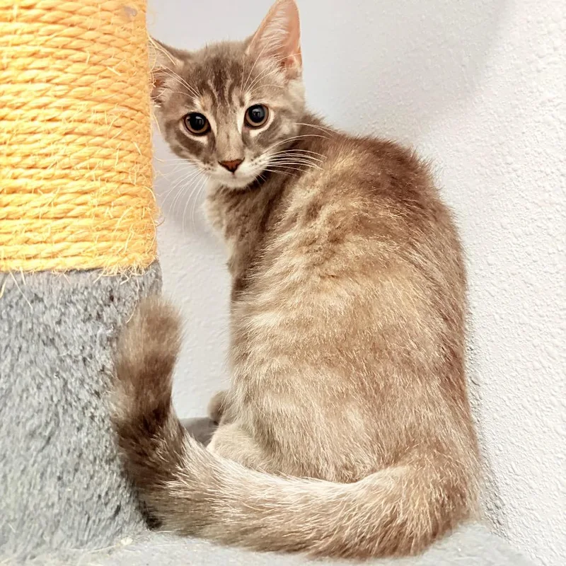 Willow