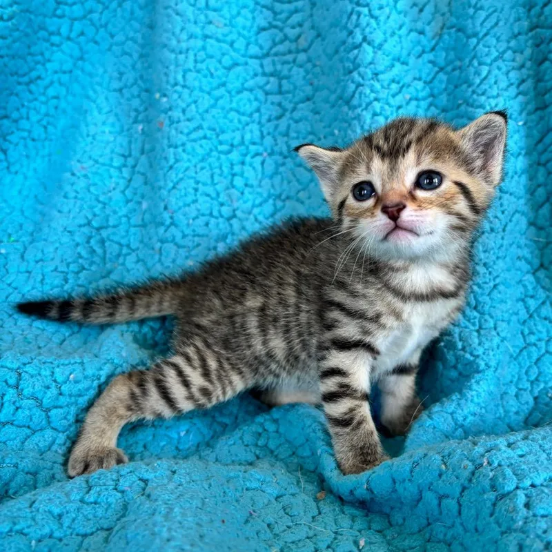 A baby small-sized female Brown / Chocolate Domestic Short Hair cat named Amber for adoption in Smithville, TN