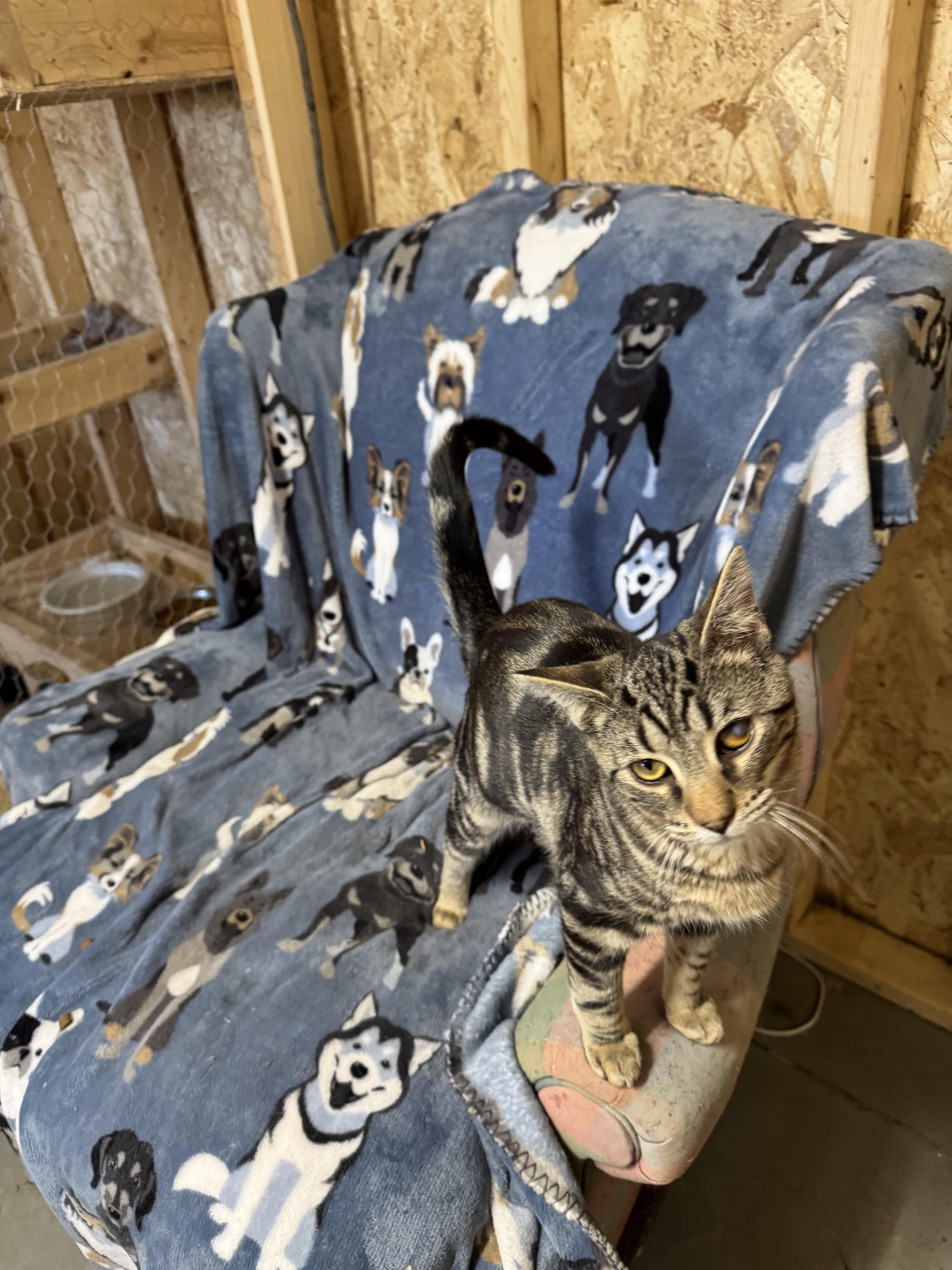 A young medium-sized male Tabby (Brown / Chocolate) Tabby cat named Dayton for adoption in Ludington, MI