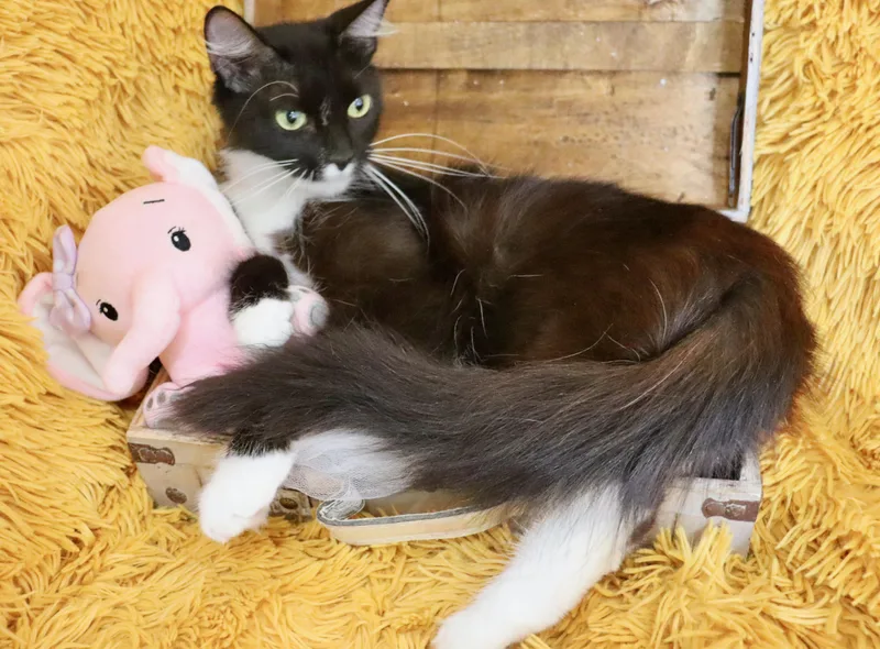 A young medium-sized female Black & White / Tuxedo Domestic Long Hair cat named Penelope for adoption in Saint Augustine, FL