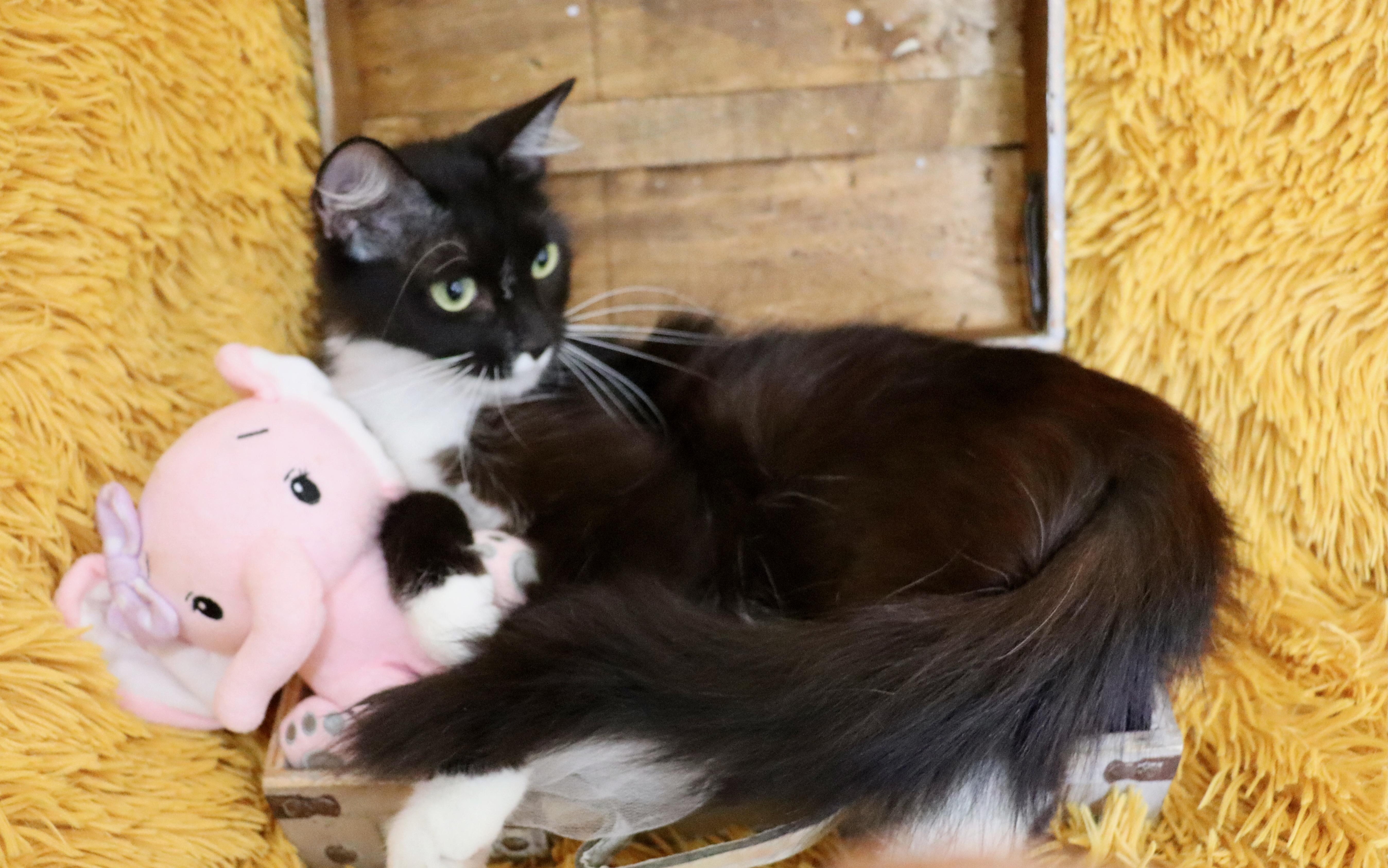 Penelope thumbnail 3
