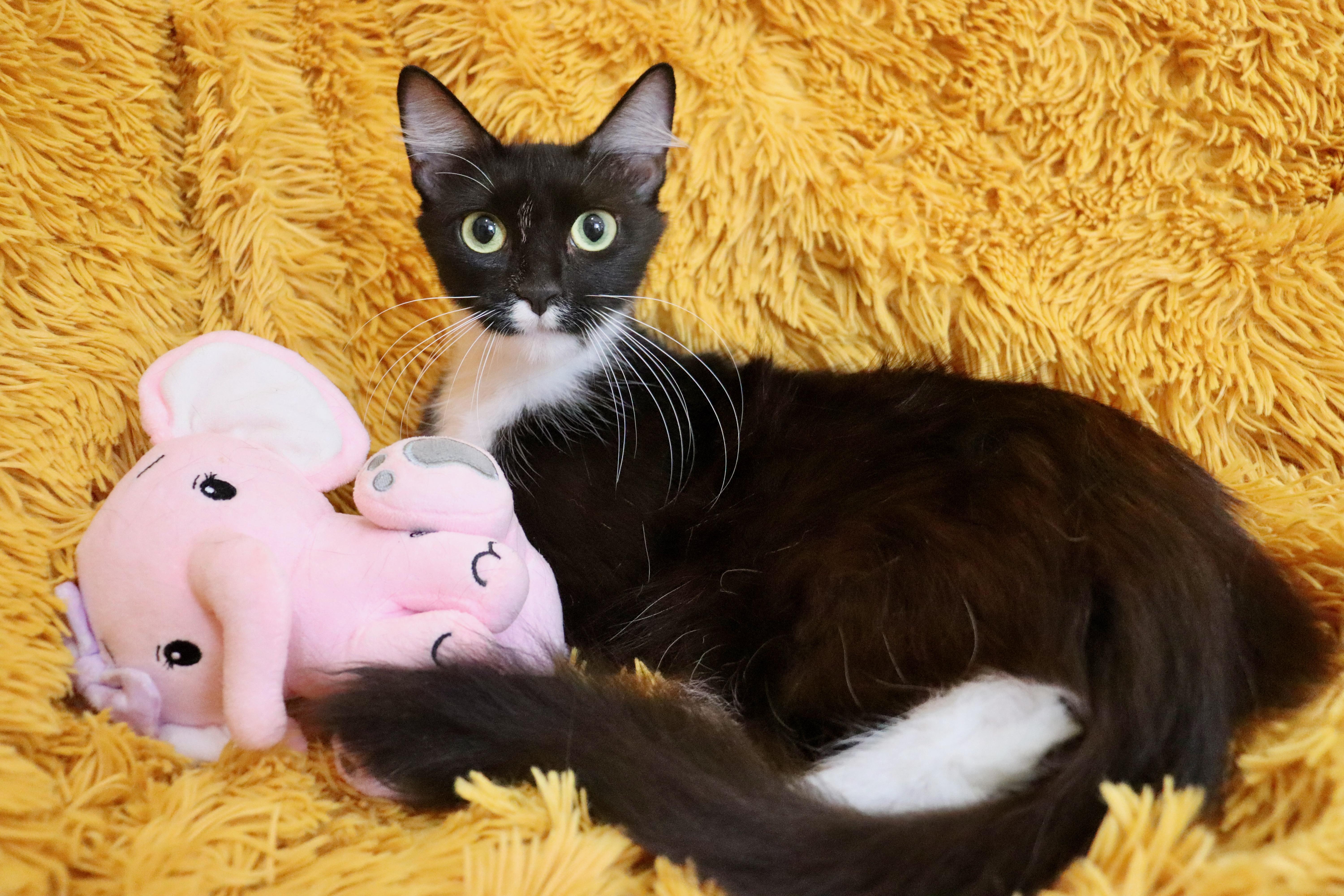 Penelope thumbnail 4