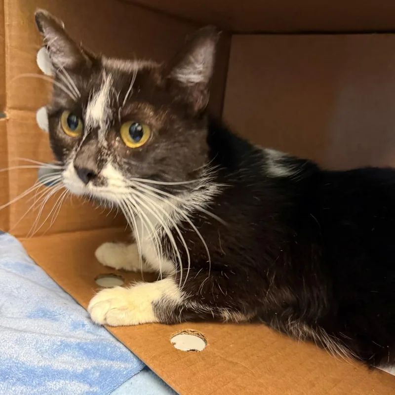 An adult medium-sized female Black Domestic Short Hair cat named Mamie for adoption in Norman, OK