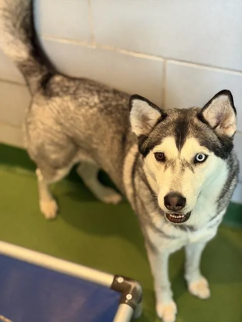 A young medium-sized female Siberian Husky dog named Makani for adoption in Dallas, TX