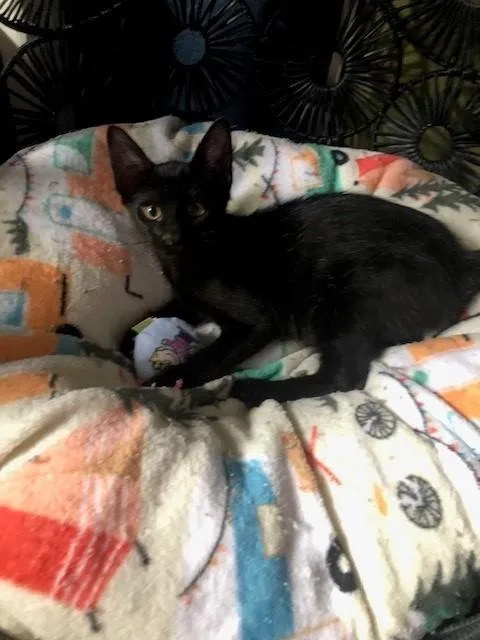 A baby small-sized male Domestic Short Hair cat named Mark for adoption in Fairfield, CA