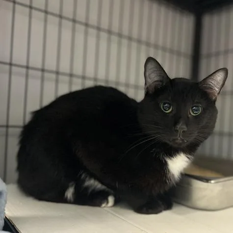 An adult medium-sized male Black Domestic Short Hair cat named Midnight Starlight for adoption in Davenport, IA