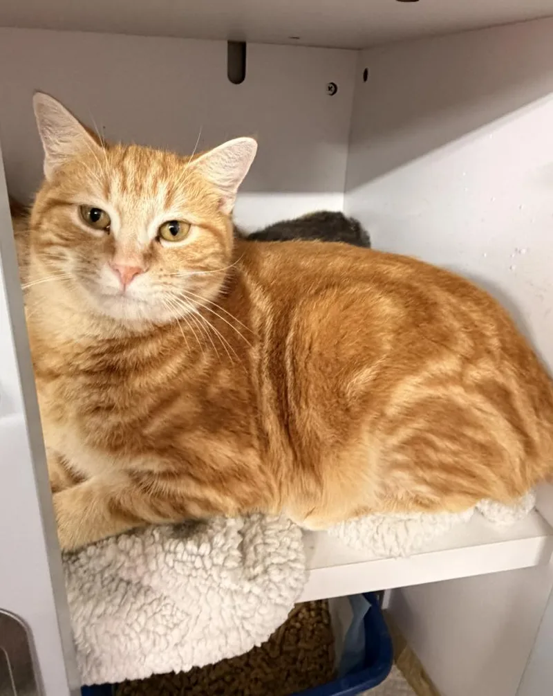 A young medium-sized male Tabby (Gray / Blue / Silver) Domestic Short Hair cat named Bauer for adoption in Evans City, PA