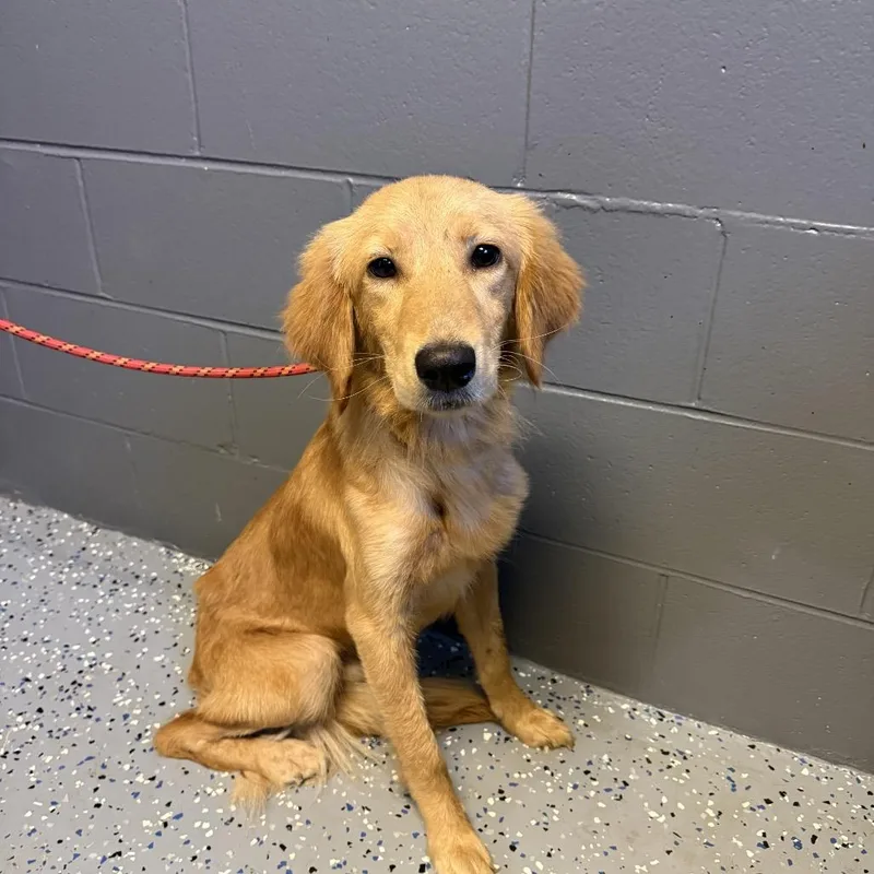 A young medium-sized male Yellow / Tan / Blond / Fawn Retriever dog named Tuscstray for adoption in Tuscaloosa, AL