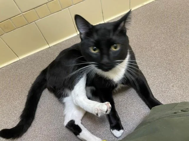 An adult small-sized male Domestic Short Hair cat named Tommy for adoption in Denver, CO