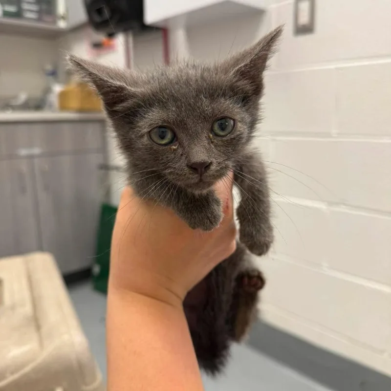 A baby small-sized male Gray / Blue / Silver Russian Blue cat named Zigzag for adoption in Rocky Mount, VA