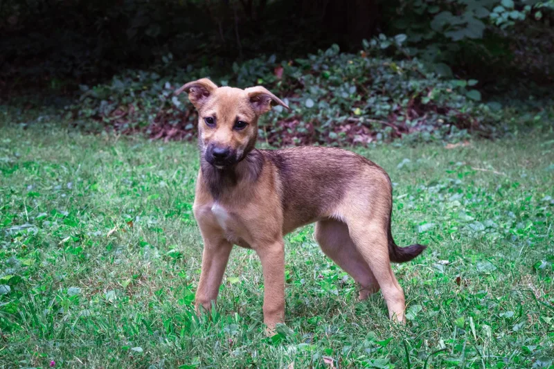 A baby medium-sized female Brindle Shepherd dog named Anne Hastings for adoption in Salisbury, MD