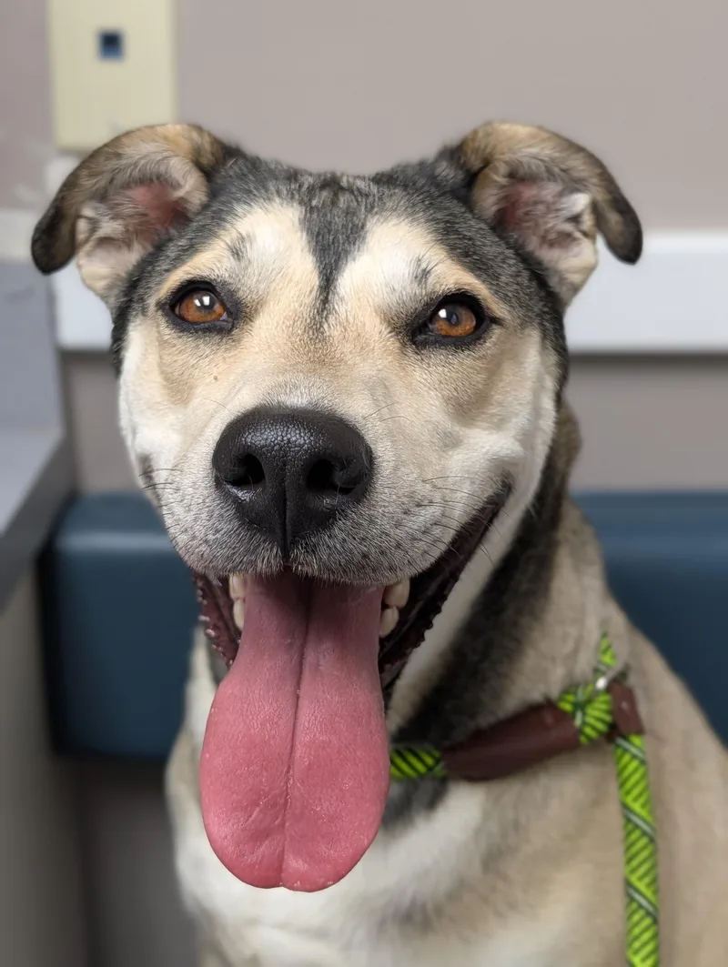 An adult medium-sized female Yellow / Tan / Blond / Fawn German Shepherd Dog dog named Daisy for adoption in Plainfield, NJ